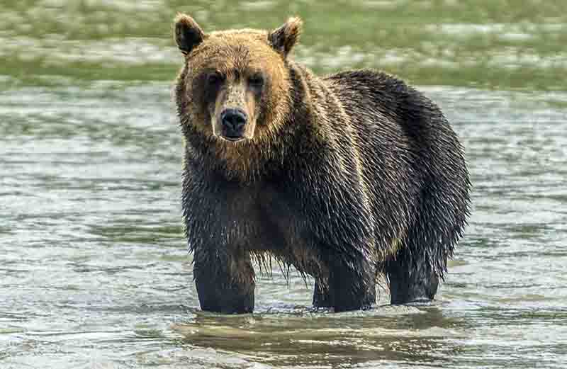 Oso Pardo - Kamchatka - Rusia 07.jpg